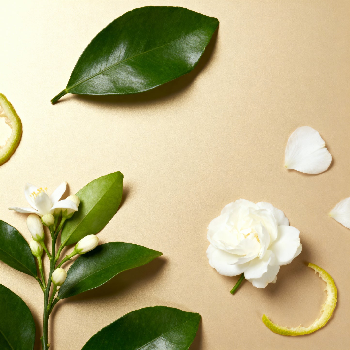 Green Home Refil (Shopping Cidade Jardim)